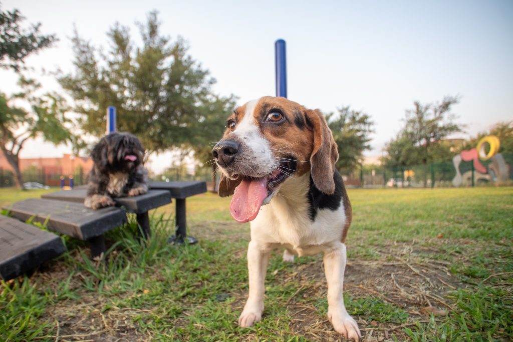 Perro beagle jadeando sobre el pasto de la zona canina, con otro perro descansando en una banca detrÃ¡s