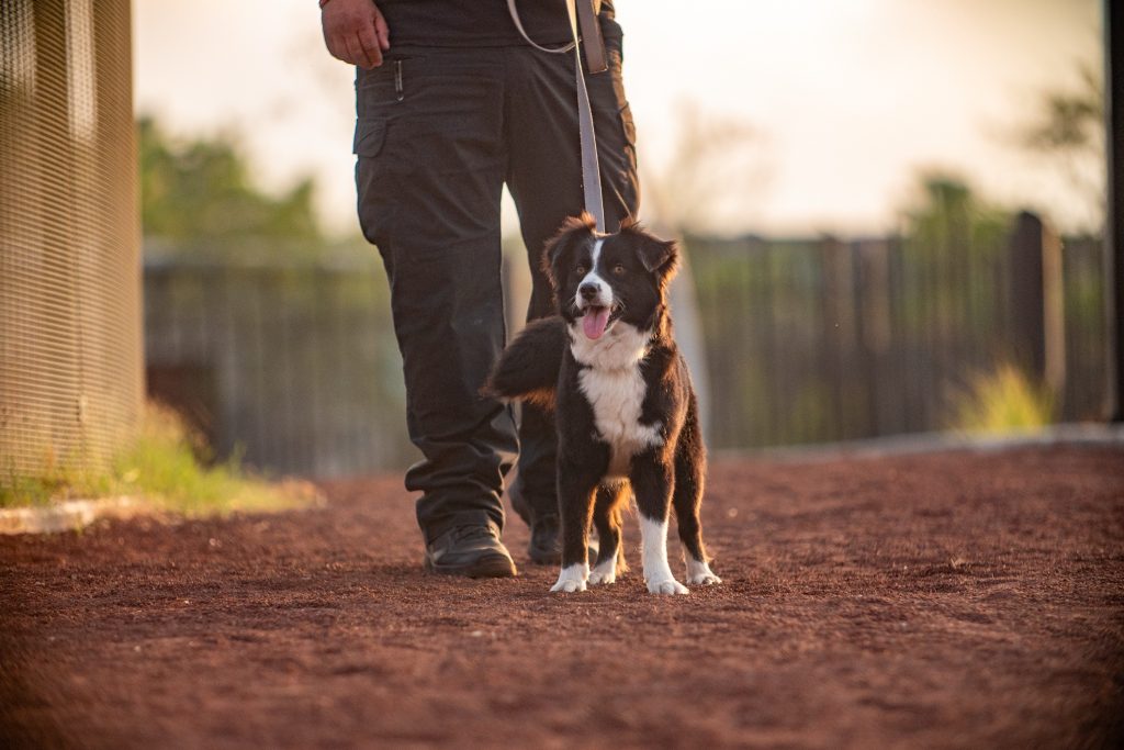 Perro border collie caminando con correa junto a su dueÃ±o por un sendero de grava de la zona canina