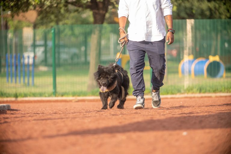 Perro negro de pelo largo caminando con correa junto a su dueÃ±o por la pista de la zona canina